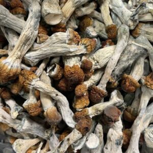 Buy Mushroom in United States