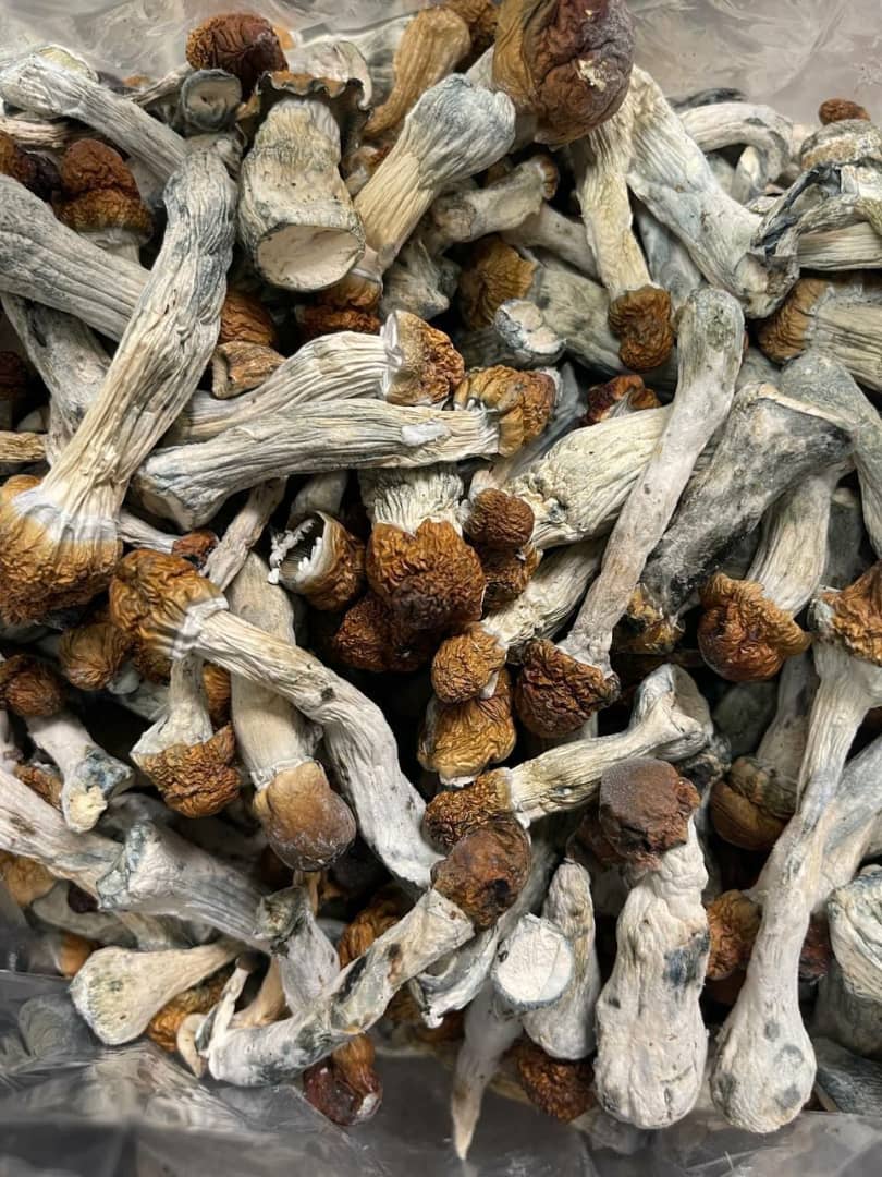 WhatsApp Image 2025-11-06 at 19.09.32_ee532644 Buy Mushroom in United States